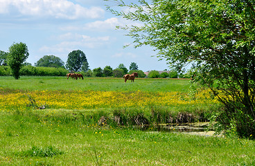 Image showing Summer Landscape