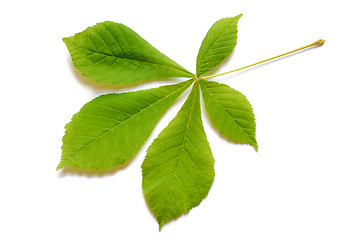 Image showing Spring leaf