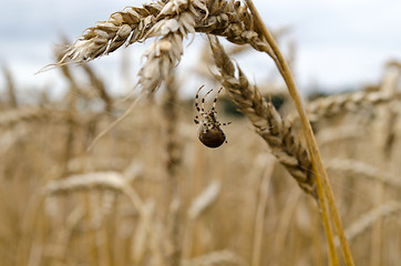 Image showing four-spot orb-weaver spider web wheat ears 