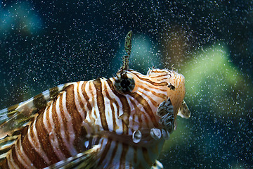 Image showing Lionfish (Pterois mombasae)