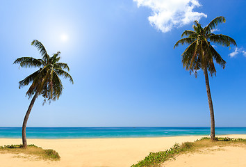 Image showing sea and coconut palm