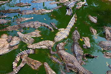 Image showing Crocodiles in water