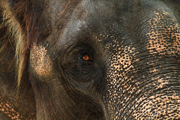 Image showing asia elephant portrait