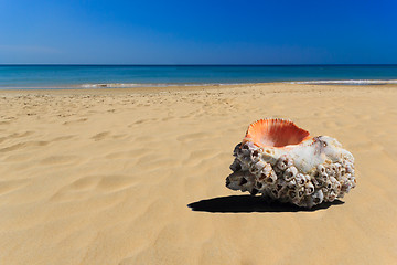 Image showing Sea shell in the beach