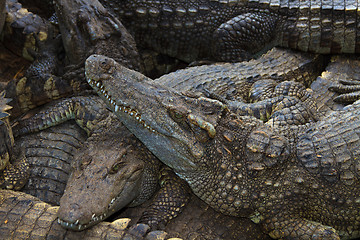 Image showing Crocodiles in water