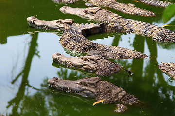 Image showing Crocodiles in water