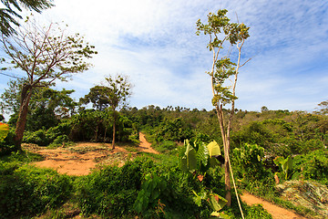 Image showing Thai jungle in Phuket 