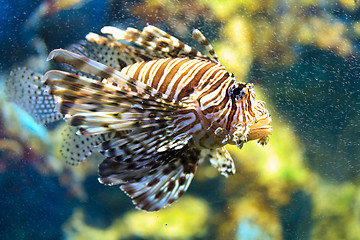 Image showing Lionfish (Pterois mombasae)