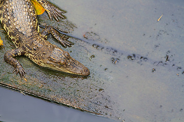 Image showing Crocodiles in water