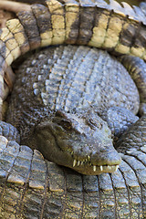 Image showing Crocodiles in water