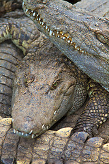 Image showing Crocodiles in water