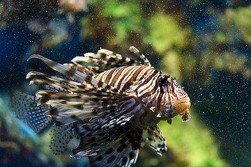 Image showing Lionfish (Pterois mombasae)