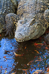 Image showing Crocodiles in water