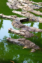 Image showing Crocodiles in water