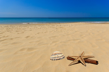 Image showing Sea shell in the beach