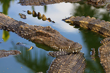 Image showing Crocodiles in water