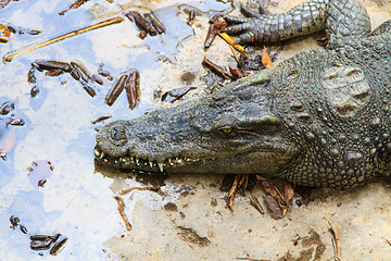 Image showing Crocodiles in water