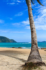 Image showing sea and coconut palm