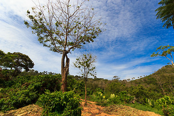 Image showing Thai jungle in Phuket 
