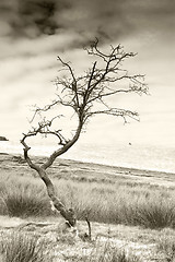 Image showing Barren tree with sheeps wool toned