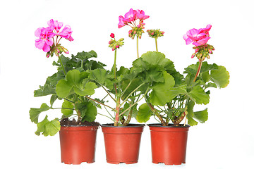 Image showing three pot with pink geraniums 