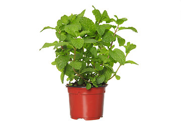 Image showing Fresh mint herb on a pot over white. 