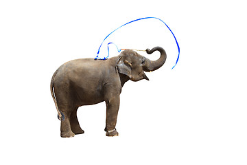 Image showing Elephant isolated white background.