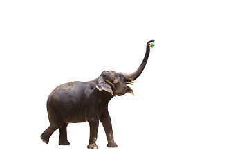 Image showing Elephant isolated white background.