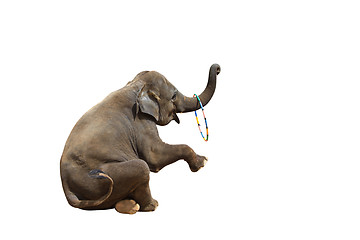 Image showing Elephant isolated white background.