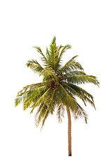 Image showing Coconut tree isolated 