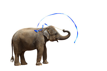 Image showing Elephant isolated white background.