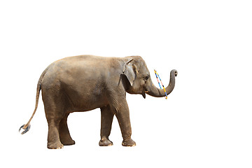 Image showing Elephant isolated white background.