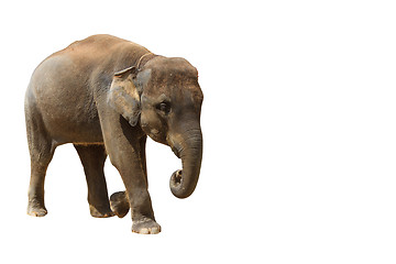 Image showing Elephant isolated white background.