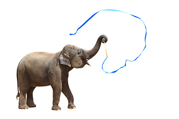 Image showing Elephant isolated white background.