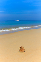 Image showing coconut on the beach