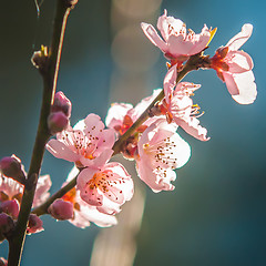 Image showing spring peach tree blossom