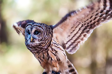 Image showing Owls are the order 