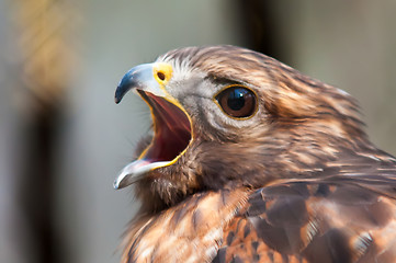 Image showing hawk raptor