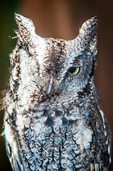 Image showing eurasian eagle owl