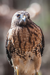 Image showing Harris Hawk  