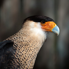 Image showing crested caracara