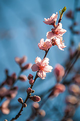 Image showing spring peach tree blossom