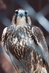 Image showing saker falcon