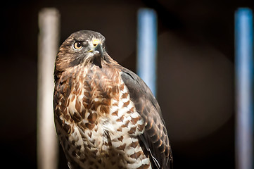 Image showing hawk raptor