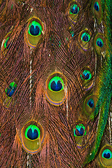 Image showing Peacock feathers