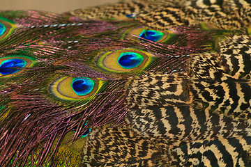 Image showing Peacock feathers