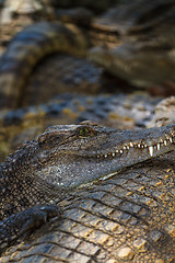 Image showing Crocodiles in water