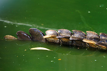 Image showing Crocodiles in water