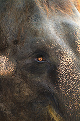 Image showing asia elephant portrait