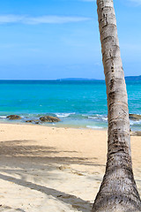 Image showing sea and coconut palm